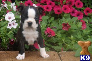 Boston Terrier Puppies for Sale